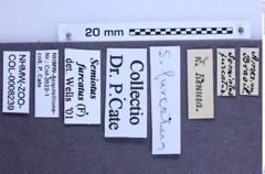 Etikette zu Semiotus furcatus (Fabricius, 1792) (NHMW-ZOO-COL-0008239)